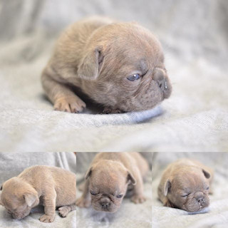 More Frenchie puppies