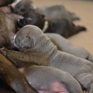 Well adjusted puppies stay with their mother